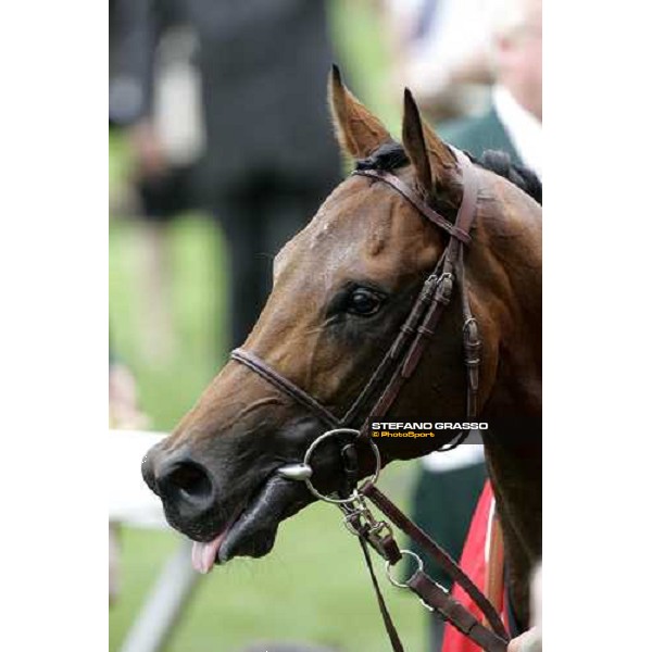 close up for Shirocco winner of the Coronation Cup Espom, 2th june 2006 ph. Stefano Grasso