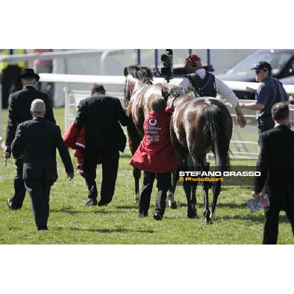 Sir Percy winner of the Vodafone Derby 2006, comes back to the stable followed by Dragon Dancer (2nd placed) Epsom, 3th june 2006 ph. Stefano Grasso