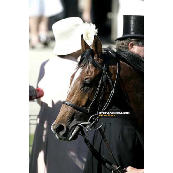 close up for Sir Percy winner of the Vodafone Derby 2006 Epsom, 3th june 2006 ph. Stefano Grasso