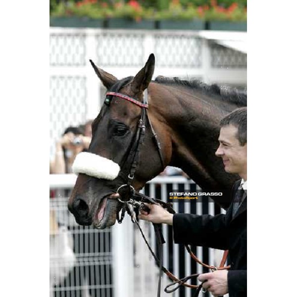 close up for Darsi winner of the Prix du Jockey Club Mitsubishi Motors Paris Chantilly, 4th june 2006 ph. Stefano Grasso