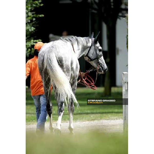 Groom Tesse Milan, 18th june 2006 ph. Stefano Grasso