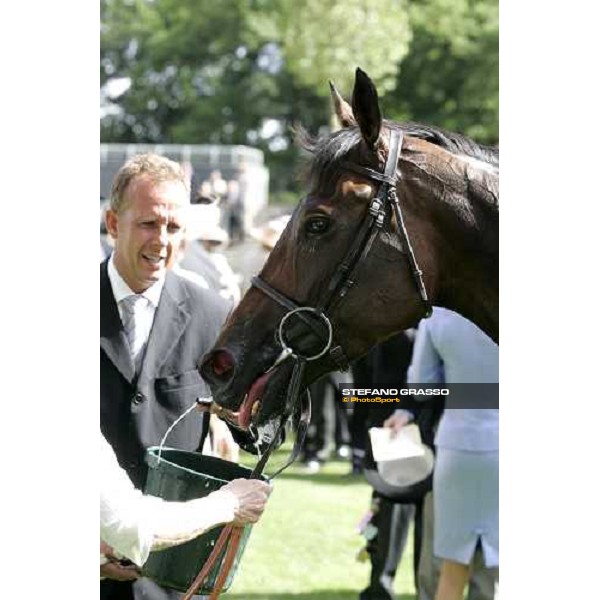 close up for Oujia Board winner of The Prince of Wales\'s Stakes Royal Ascot, 2nd day, 21st june 2006 ph. Stefano Grasso