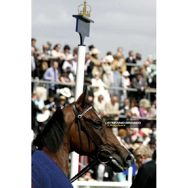 close up for Soviet Song winner of The Windsor Forest Stakes Royal Ascot, 2nd day, 21st june 2006 ph. Stefano Grasso