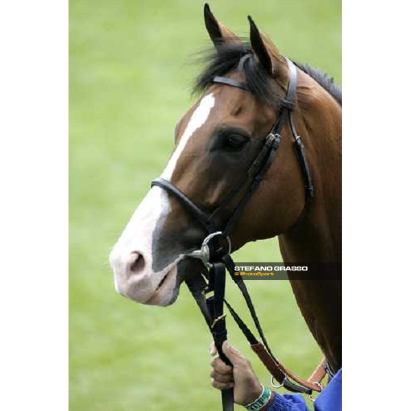 close up for Electrocutionist in the parade ring of the Prince of Wales\'s Stakes Royal Ascot, 2nd day, 21st june 2006 ph. Stefano Grasso