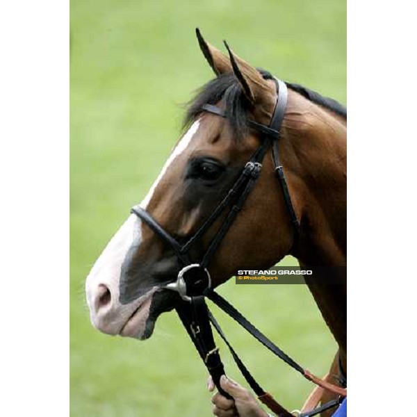 close up for Electrocutionist in the parade ring of the Prince of Wales\'s Stakes Royal Ascot, 2nd day, 21st june 2006 ph. Stefano Grasso