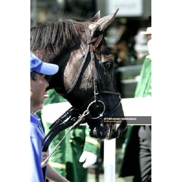 close up for Les Arcs winner of the Golden Jubilee Stakes Royal Ascot, 5th day 24 june 2006 ph. Stefano Grasso