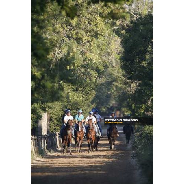 coming back to the stable after morning works - Valfredo Valiani\'s stable at Pisa San Rossore Pisa, 19th july 2006 ph. Stefano Grasso