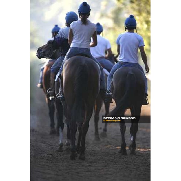 coming back to the stable after morning works - Valfredo Valiani\'s stable at Pisa San Rossore Pisa, 19th july 2006 ph. Stefano Grasso