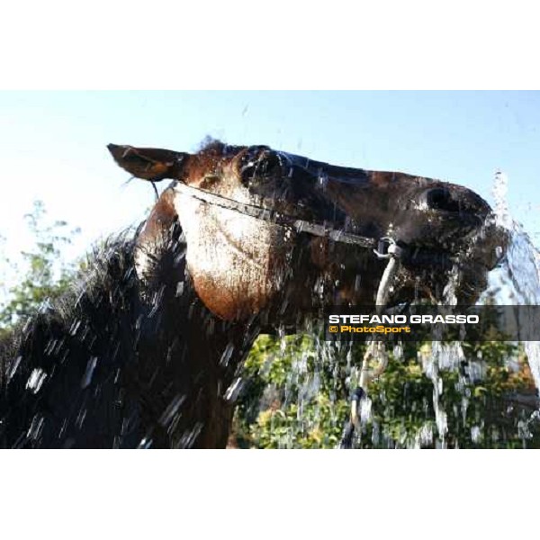 a shower for a foal at Valfredo Valiani\'s stable at Pisa San Rossore Pisa, 19th july 2006 ph. Stefano Grasso