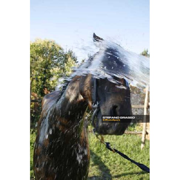 a shower for a foal at Valfredo Valiani\'s stable at Pisa San Rossore Pisa, 19th july 2006 ph. Stefano Grasso