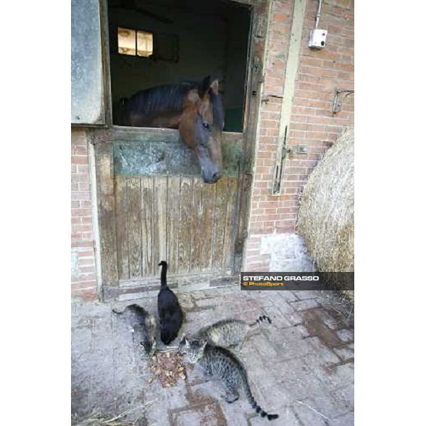 Valfredo Valiani\'s stables at Pisa San Rossore Pisa, 19th july 2006 ph. Stefano Grasso