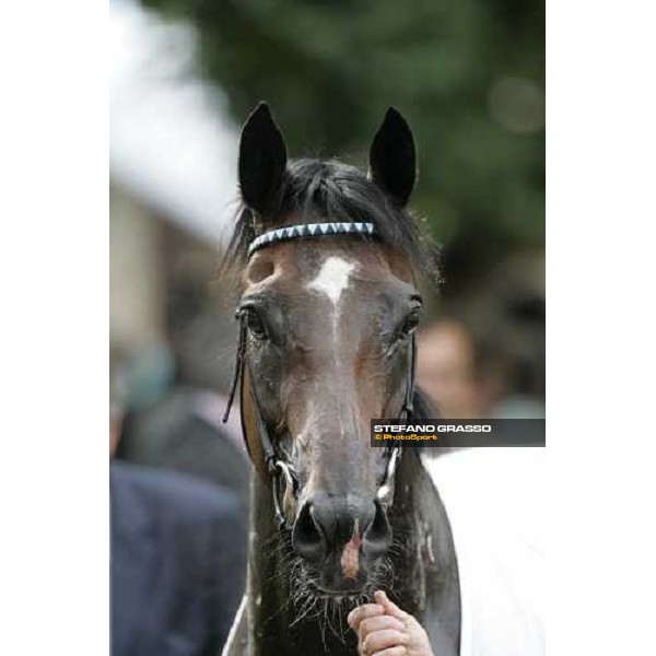 close up for Multidimensional winner of Prix Guillame D\'Ornano - Haras d\'Etreham Deauville, 19th august 2006 ph. Stefano Grasso