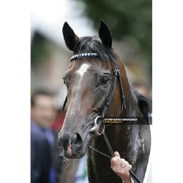 close up for Multidimensional winner of Prix Guillame D\'Ornano - Haras d\'Etreham Deauville, 19th august 2006 ph. Stefano Grasso