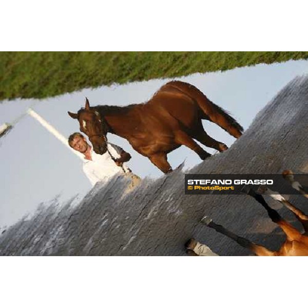 a foal parading before the sale Deauville, 19th august 2006 ph. Stefano Grasso