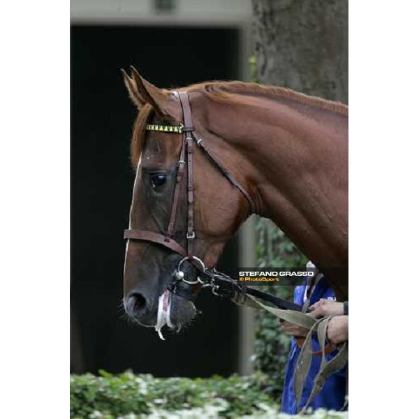 close for Golden Titus during parade of Darley Prix Morny Deauville, 20th august 2006 ph. Stefano Grasso