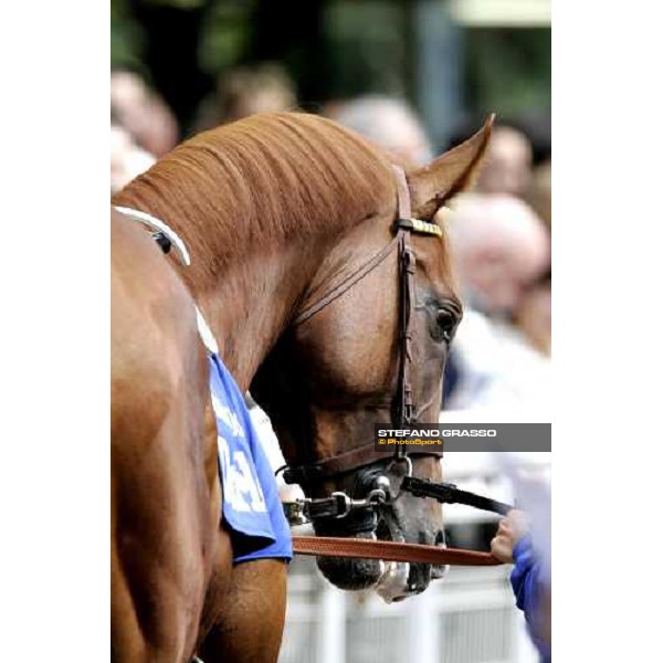 close for Golden Titus during parade of Darley Prix Morny Deauville, 20th august 2006 ph. Stefano Grasso