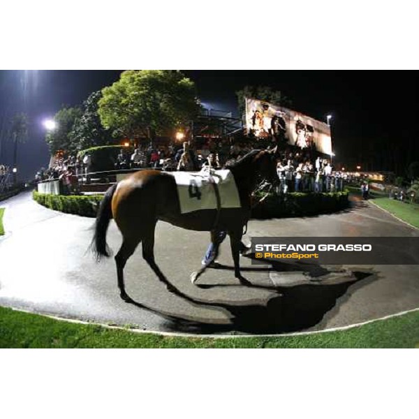 Roma - Capannelle racetrack - unveiling of the new lightning system- a horse parades in the parade ring Rome, 9th sept. 2006 ph. Stefano Grasso
