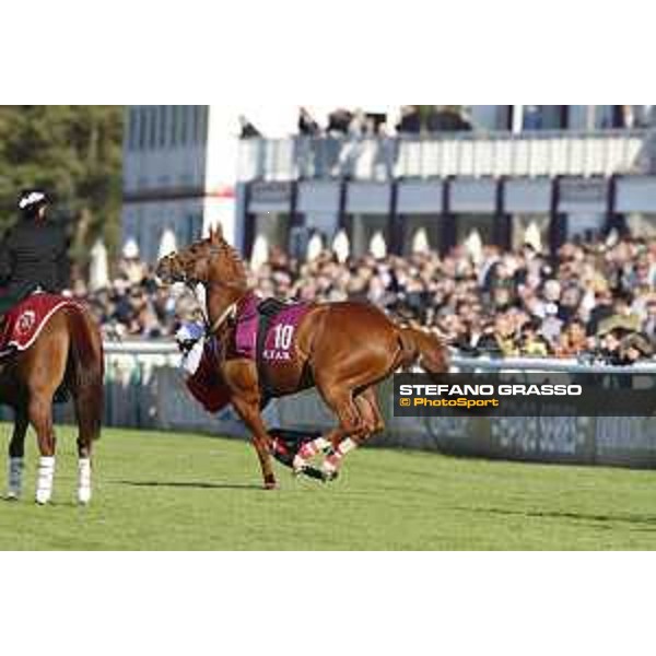 Qatar Prix de L\'Arc de Triomphe - Mehdaaf Athbah the Qatar Arabian World Cup Chantilly,2nd october 2016 ph.Stefano Grasso