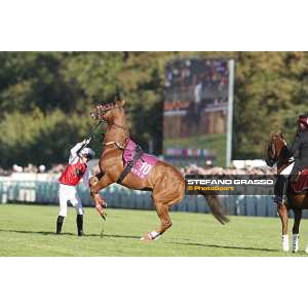 Qatar Prix de L\'Arc de Triomphe - Mehdaaf Athbah the Qatar Arabian World Cup Chantilly,2nd october 2016 ph.Stefano Grasso