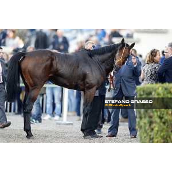 Ventura Storm wins the Gran Premio del Jockey Club Milan,San Siro galopp racecourse 16/10/2016 ph.Stefano Grasso