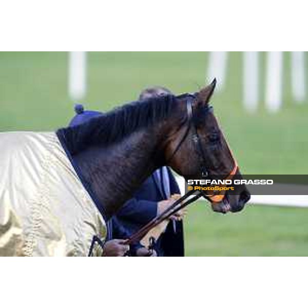 Ventura Storm wins the Gran Premio del Jockey Club Milan,San Siro galopp racecourse 16/10/2016 ph.Stefano Grasso