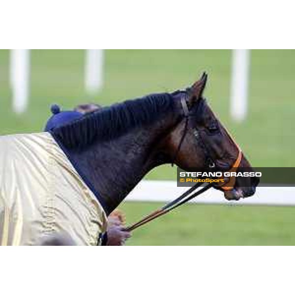 Ventura Storm wins the Gran Premio del Jockey Club Milan,San Siro galopp racecourse 16/10/2016 ph.Stefano Grasso