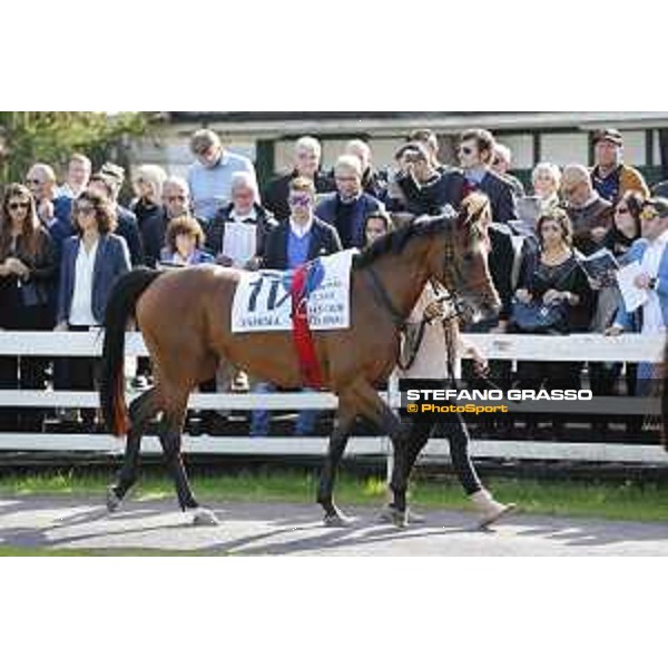 Christian Demuro on Samima wins the Premio Milano Jockey Club Stakes (PSA) trainer Karin Van den Bos Milano-San Siro racecourse,16/10/2016 ph.Stefano Grasso