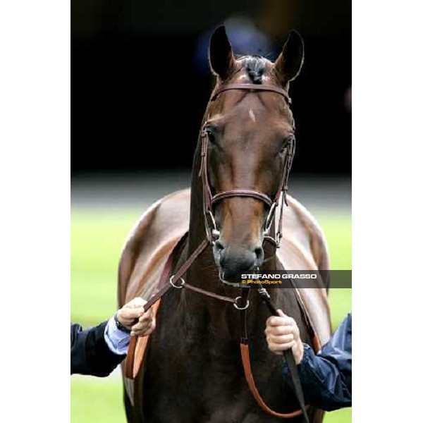 close up for Hurricane Run winner of The King George Vi and Queen Elisabeth Diamond Stakes Ascot, 28th july 2006 ph. Stefano Grasso