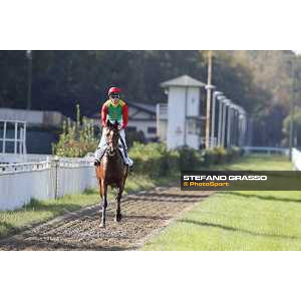 Christian Demuro on Samima wins the Premio Milano Jockey Club Stakes (PSA) trainer Karin Van den Bos Milano-San Siro racecourse,16/10/2016 ph.Stefano Grasso