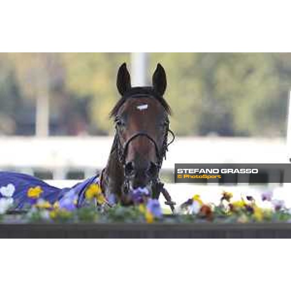 Skarino Gold winner of the Gran Criterium Milano - San Siro racecourse,16/10/2016 ph.Stefano Grasso