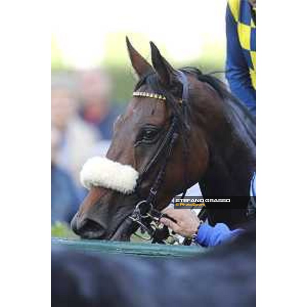 Reset in Blue wins the Premio Madonnina Milano - San Siro racecourse,16/10/2016 ph.Stefano Grasso
