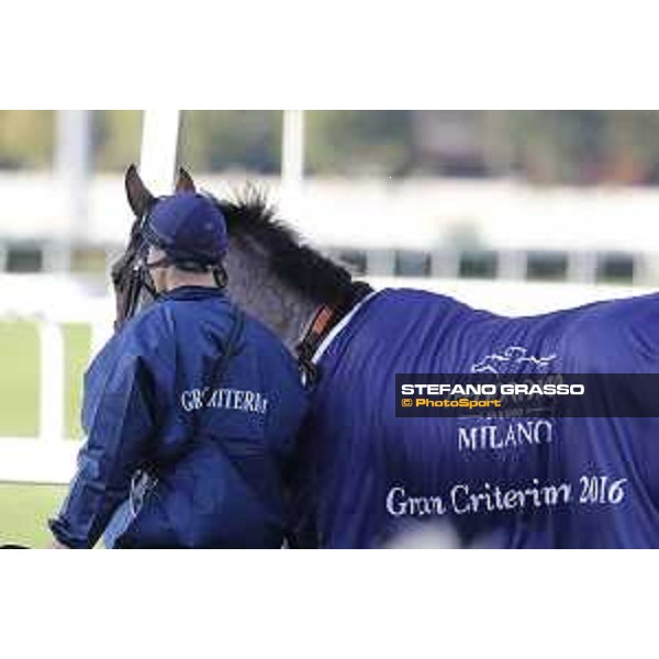 Skarino Gold wins the Gran Criterium Milano - San Siro racecourse,16/10/2016 ph.Stefano Grasso