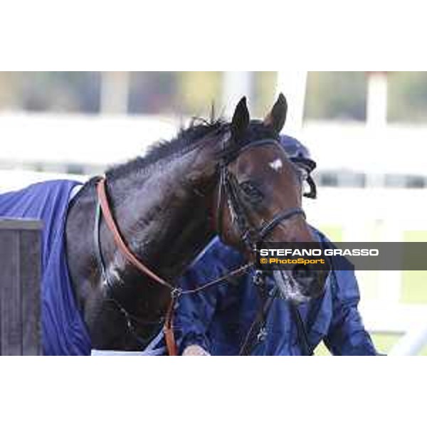 Skarino Gold wins the Gran Criterium Milano - San Siro racecourse,16/10/2016 ph.Stefano Grasso