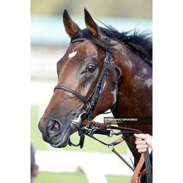 Skarino Gold wins the Gran Criterium Milano - San Siro racecourse,16/10/2016 ph.Stefano Grasso