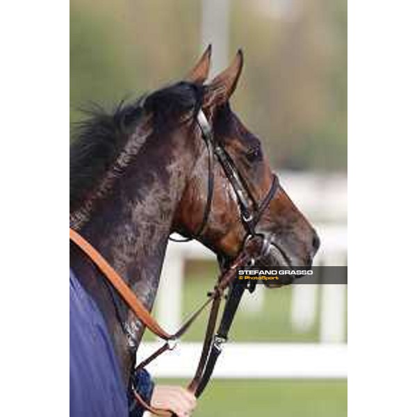Skarino Gold wins the Gran Criterium Milano - San Siro racecourse,16/10/2016 ph.Stefano Grasso