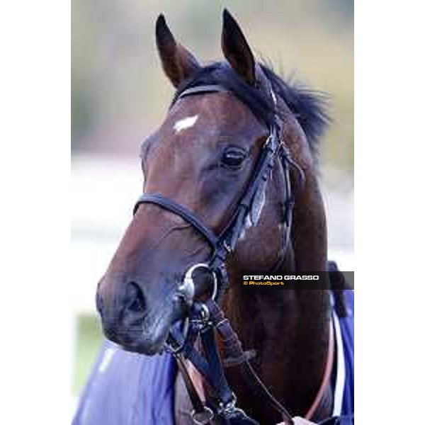 Skarino Gold wins the Gran Criterium Milano - San Siro racecourse,16/10/2016 ph.Stefano Grasso