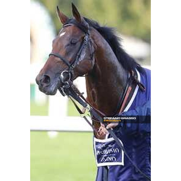 Skarino Gold wins the Gran Criterium Milano - San Siro racecourse,16/10/2016 ph.Stefano Grasso