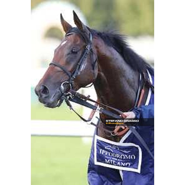 Skarino Gold wins the Gran Criterium Milano - San Siro racecourse,16/10/2016 ph.Stefano Grasso
