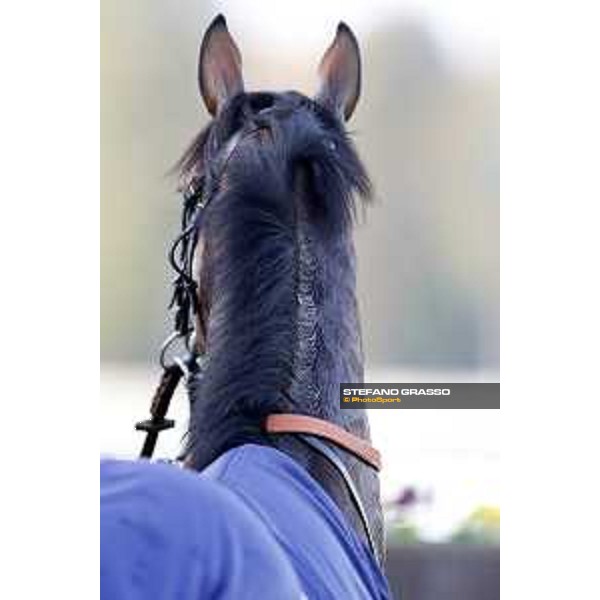 Skarino Gold wins the Gran Criterium Milano - San Siro racecourse,16/10/2016 ph.Stefano Grasso