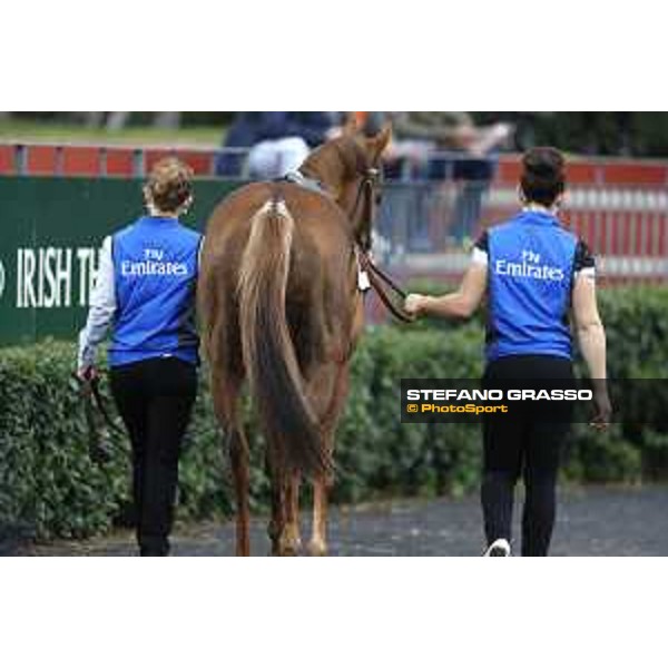 Pabouche - Godolphin Roma - Capannelle racecourse,23rd october 2016 ph.Stefano Grasso