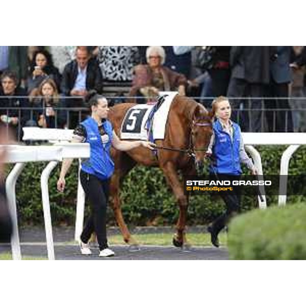 Pabouche - Godolphin Roma - Capannelle racecourse,23rd october 2016 ph.Stefano Grasso