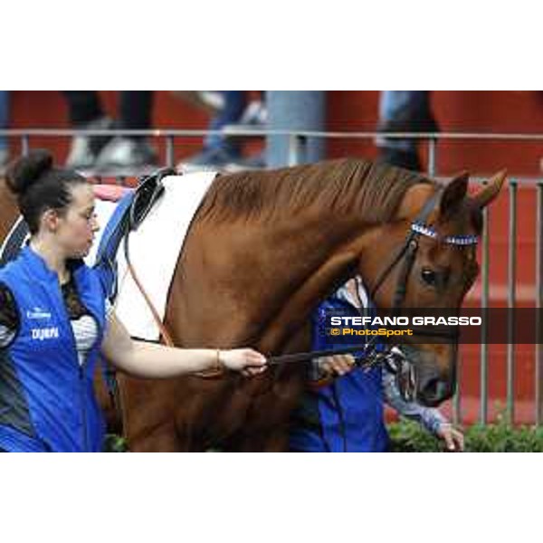 Pabouche - Godolphin Roma - Capannelle racecourse,23rd october 2016 ph.Stefano Grasso