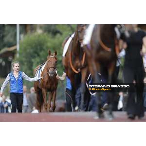 Powder Snow - Godolphin Roma - Capannelle racecourse,23rd october 2016 ph.Stefano Grasso