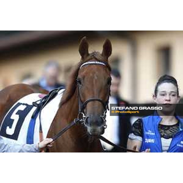 Powder Snow - Godolphin Roma - Capannelle racecourse,23rd october 2016 ph.Stefano Grasso