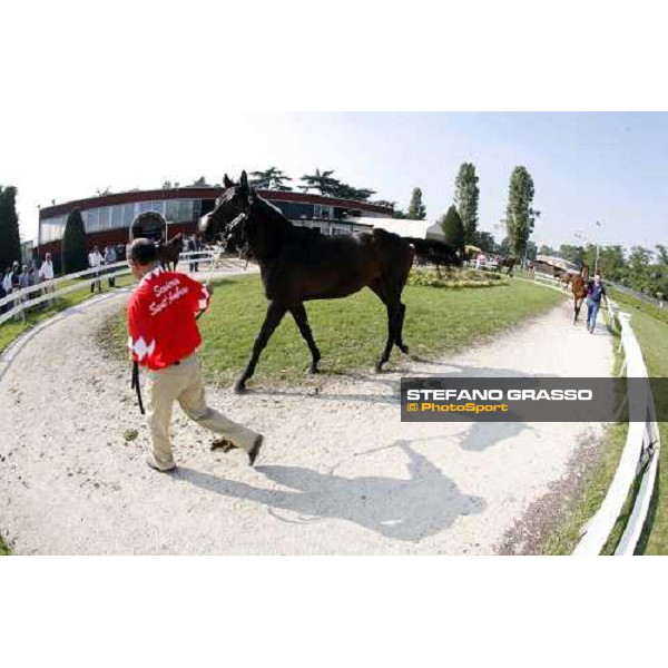 Settimo Milanese - selected yearlings sales Settimo Milanese, 22nd sept.2006 ph. Stefano Grasso