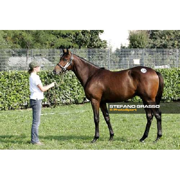 Settimo Milanese - selected yearlings sales N. mb Galileo and Political Parody presented by Razza Spighe d\'Oro and sold at 200,000 euro Settimo Milanese, 22nd sept.2006 ph. Stefano Grasso