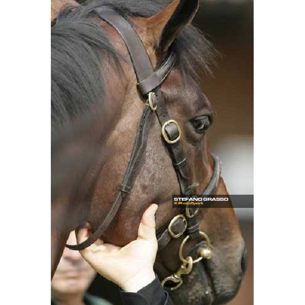 Settimo Milanese - selected yearlings sales Settimo Milanese, 22nd sept.2006 ph. Stefano Grasso