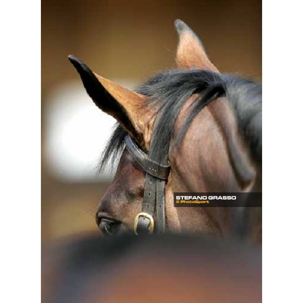 Settimo Milanese - selected yearlings sales Settimo Milanese, 22nd sept.2006 ph. Stefano Grasso