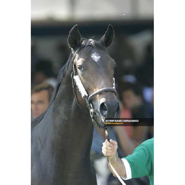 Settimo Milanese - selected yearlings sales close up for the top price, Radom. mb Dubai Destination and Rainbow Mountain presented by Agricola Patrizia and sold to John Ferguson of Darley at 240,000 euro Settimo Milanese, 22nd sept.2006 ph. Stefano Grasso