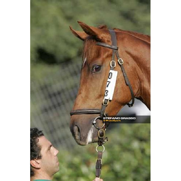 Settimo Milanese - selected yearlings sales close up for N. ms. Pivotal and Tuscania presented by Az.Agricola Patrizia and sold to Emerald Bloodstock for 160,000 euro Settimo Milanese, 22nd sept.2006 ph. Stefano Grasso